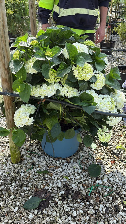 Hydrangea Mac White Ball 30 Litre Pot