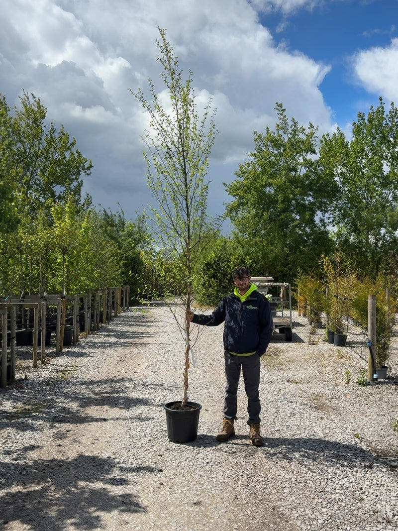 Betula Nigra 8/10cm More Ready June