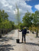 Betula Nigra 8/10cm More Ready June
