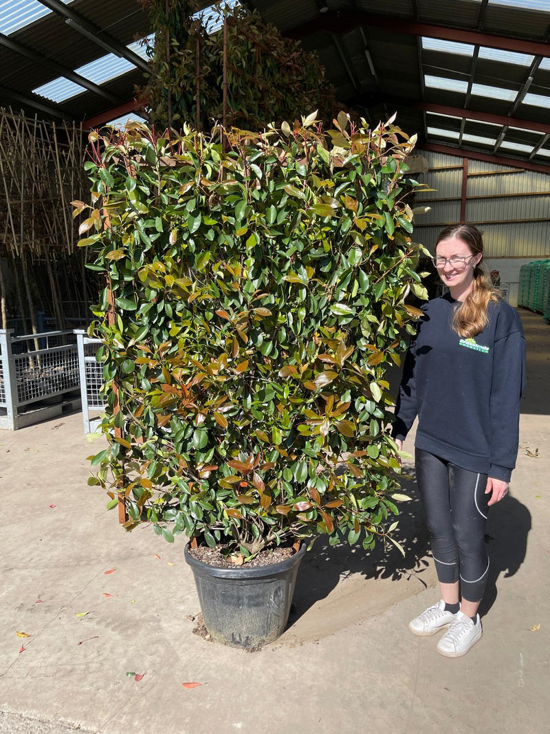 Photinia Red Robin Pleached Wall Frame 160cm Tall x 110cm Wide