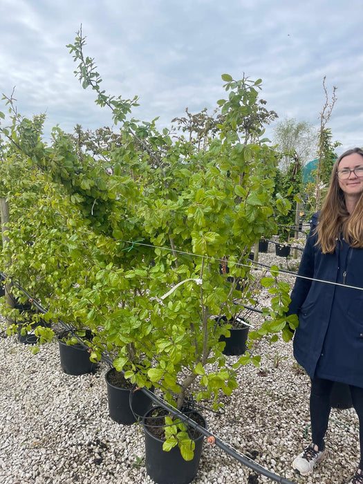 Parrotia Persica 20 Litre Pot 180/190cm Tall