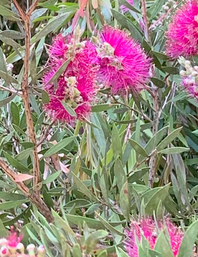Callistemon Viminalis Hot Pink Half Standard