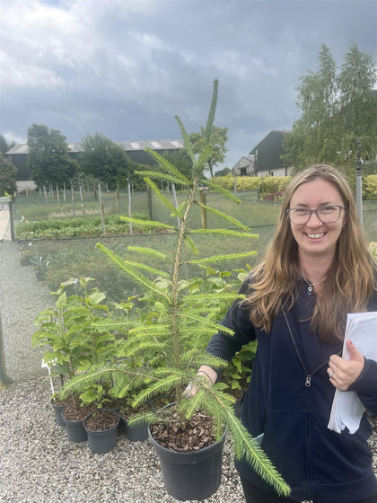 Picea Abies 3 Litre Pot