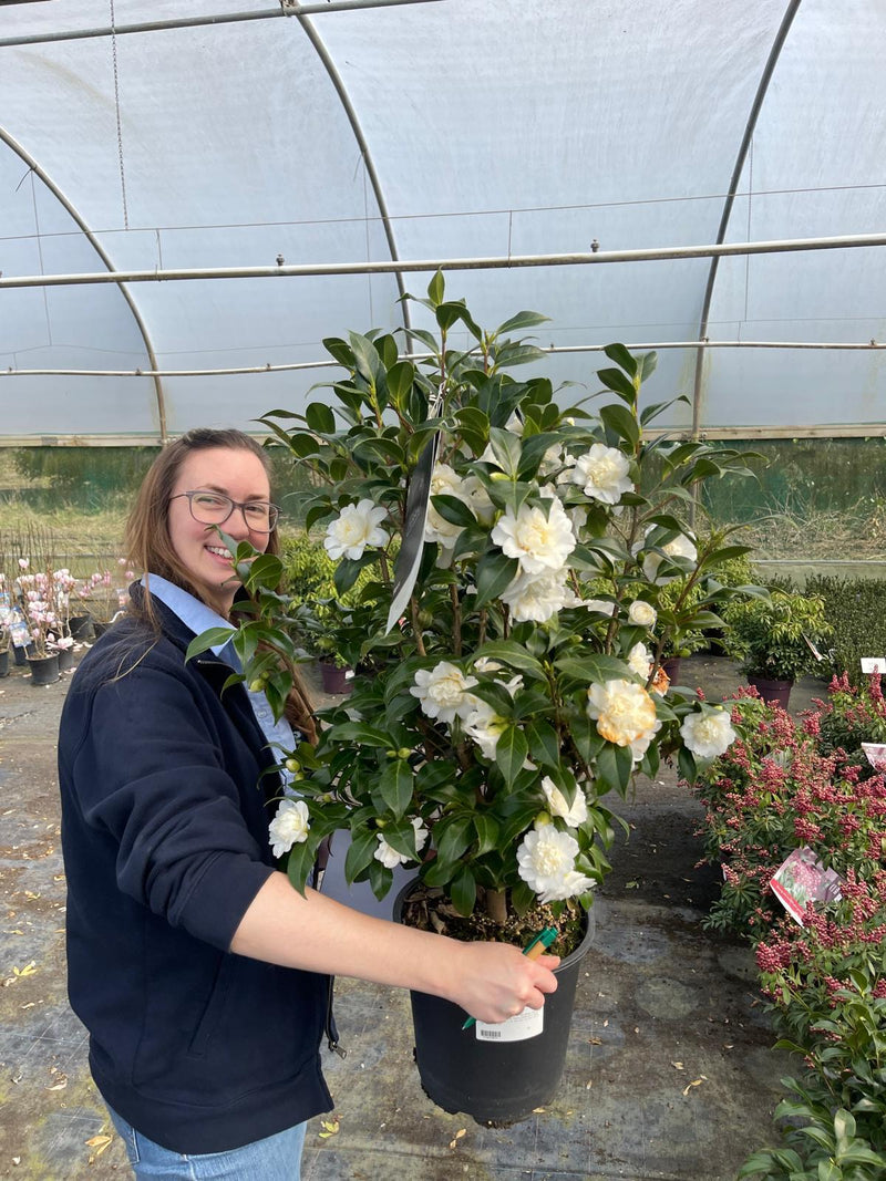 Camellia Jap. Blanca 7 Litre Pot