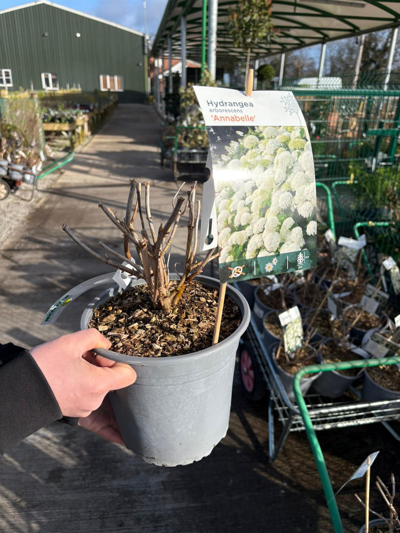 アデニア　ペリエリ Hydrangea Arborescens Annabelle 4.5 Litre Pot — Grasslands Nursery
