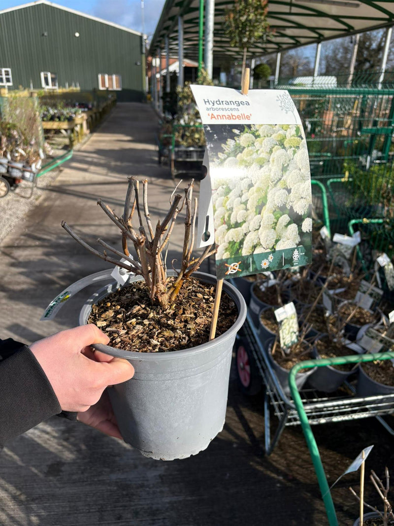 Hydrangea Arborescens Annabelle 4.5 Litre Pot