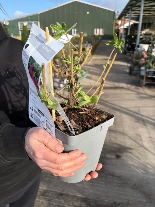 Cistus Sunset 2 Litre Pot