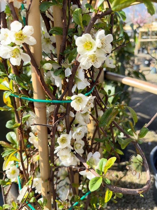 Chaenomeles speciosa Nivalis 20 Litre Pot 150-175cm