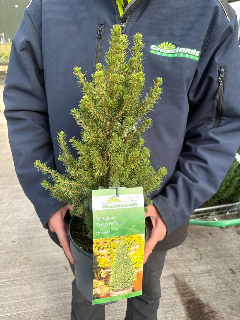 Picea Glauca Conica Perfecta 2.5 Litre Pot