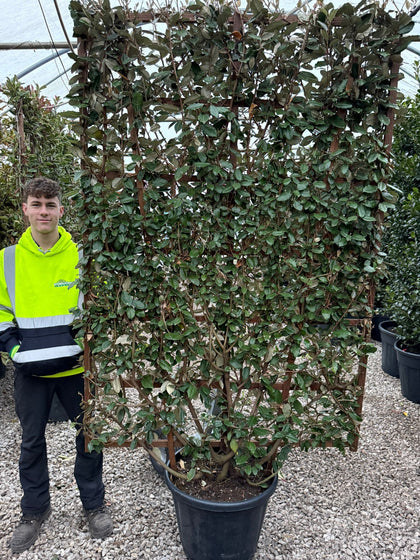 Elaeagnus Ebbingei Pleached Frame 200 x 130cm