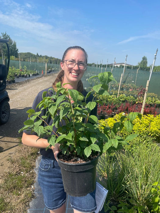 Philadelphus Pearls of Perfume 2.3 Litre Pot Delivery March