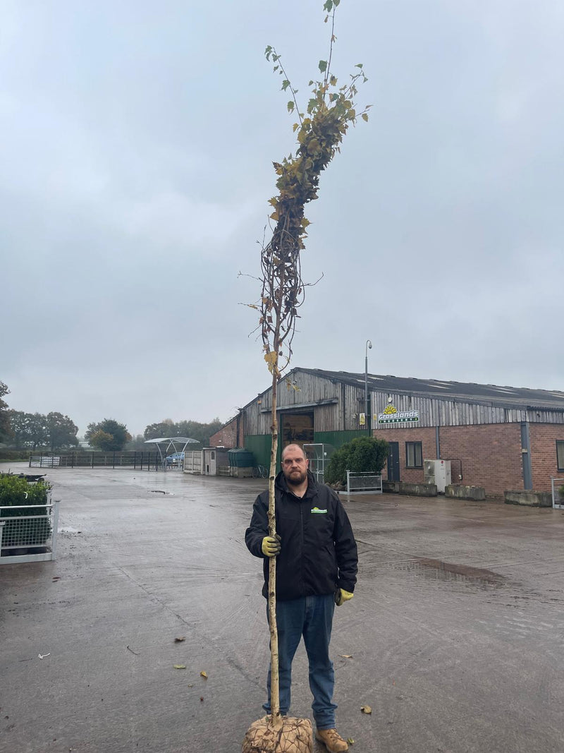 Betula Pendula Rootballed 10/12cm Heavy Girth