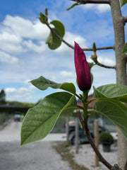 Magnolia Rose Marie Tree 8/10cm Girth Pre Order/Ready For June