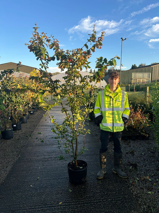 Parrotia Persica 20 Litre Pot 180/190cm Tall