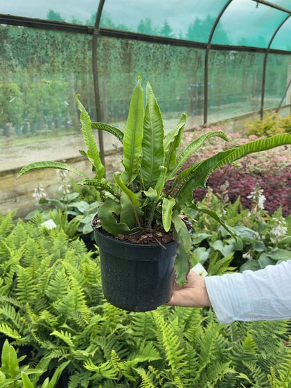 Asplenium Scolopendrium 3 Litre Pot