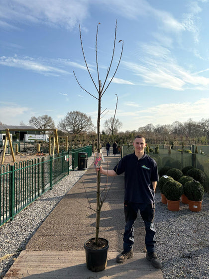 Apple Elstar Half Standard Root Ball 12/14cm Girth