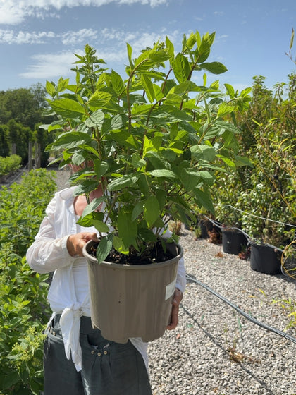Hydrangea Paniculata Graffiti 15 Litre Pot