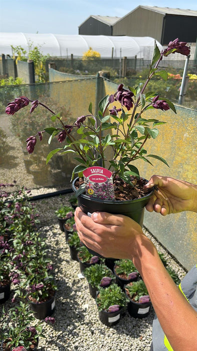 Salvia Love and Wishes 3 Litre Pot