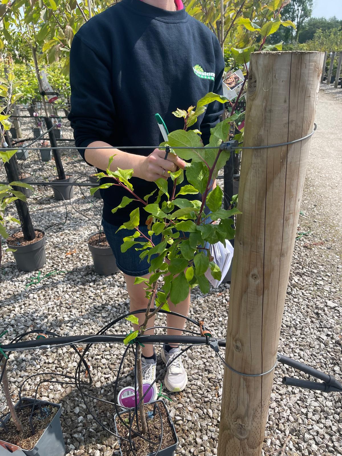 Plum Prunus Dom. Victoria 5 Litre Pot Patio Tree
