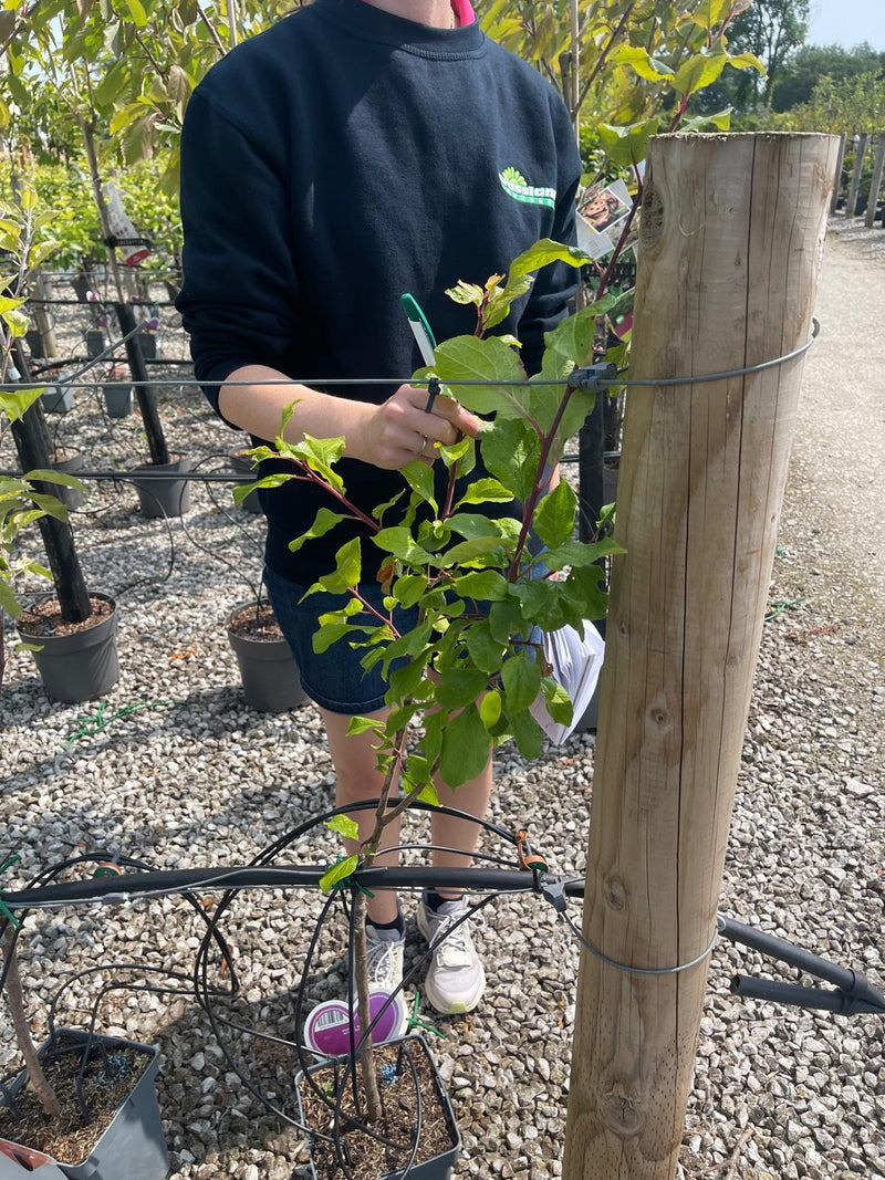 Plum Prunus Dom. Victoria 5 Litre Pot Patio Tree