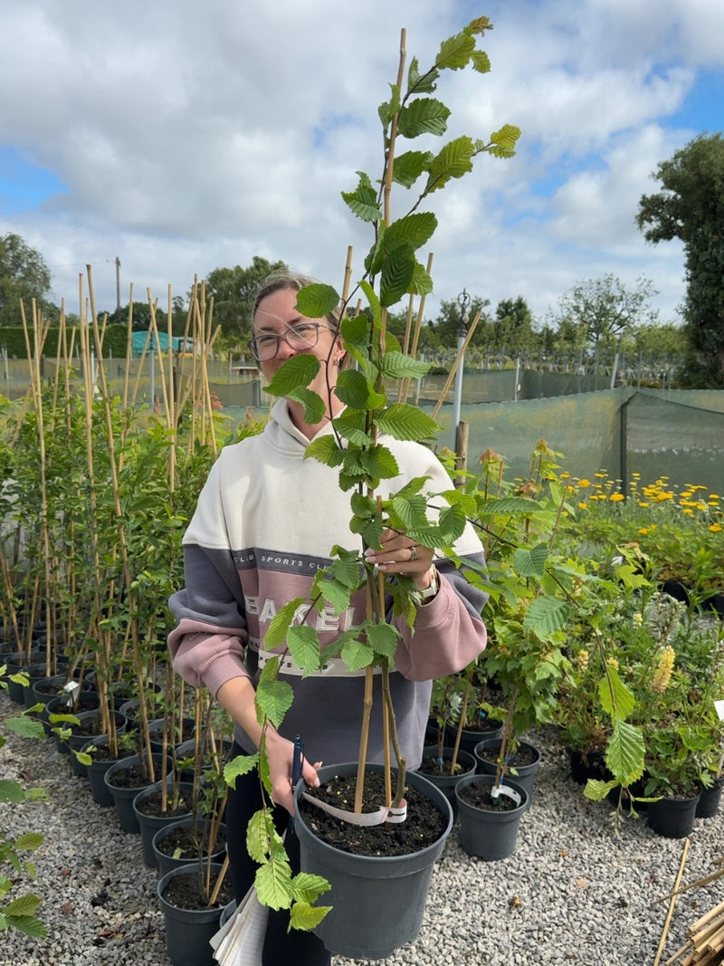 Carpinus betulus Rockhampton Red® - Red Hornbeam Tree 5 Litre Pot