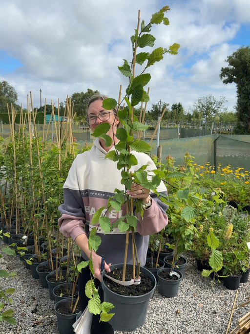 Carpinus betulus Rockhampton Red® - Red Hornbeam Tree 5 Litre Pot