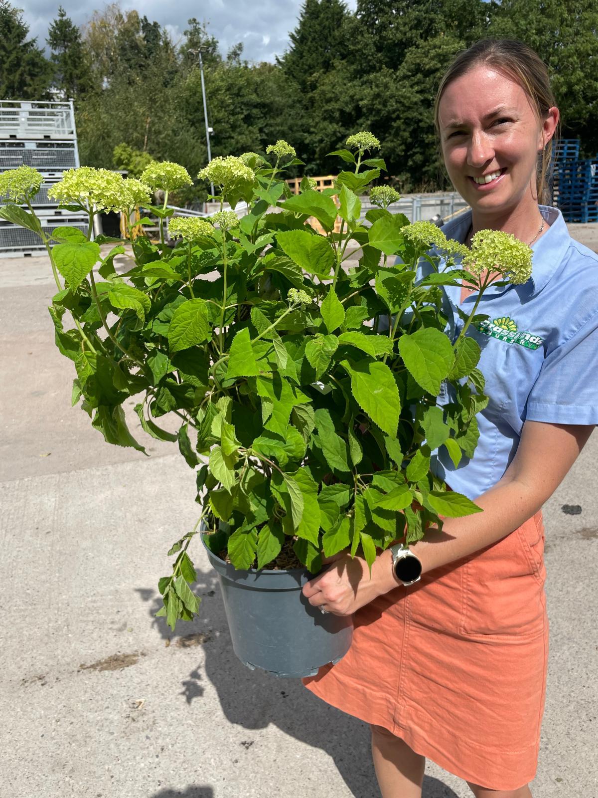 Hydrangea Arborescens Strong Annabelle 10 Litre Pot