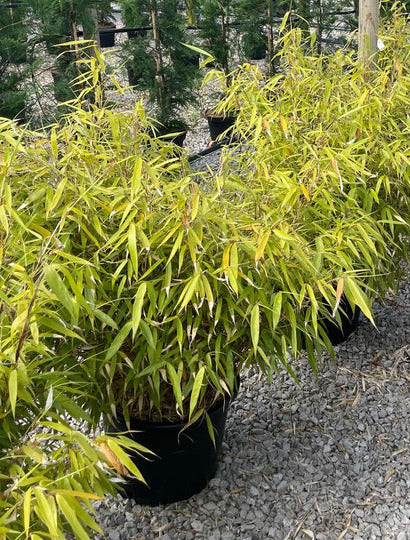 Fargesia Robusta Formidable
