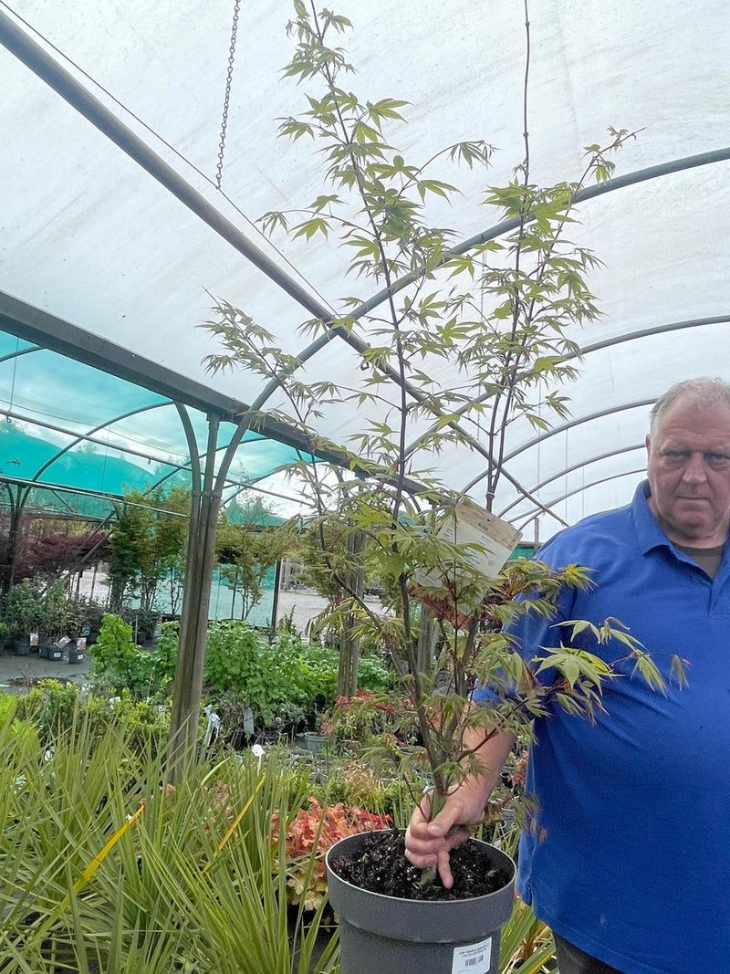 Acer Palmatum Osakazuki 12 Litre Pot 100/125cm Tall