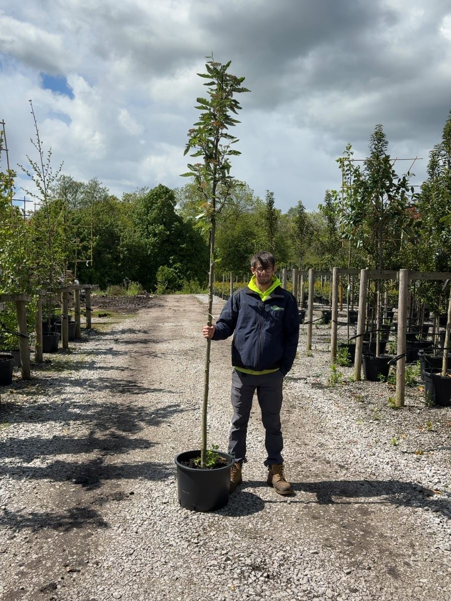 Sorbus Aucu. Fastigiata Standard 8-10 cm Girth Root Ball Delivery From November Onwards