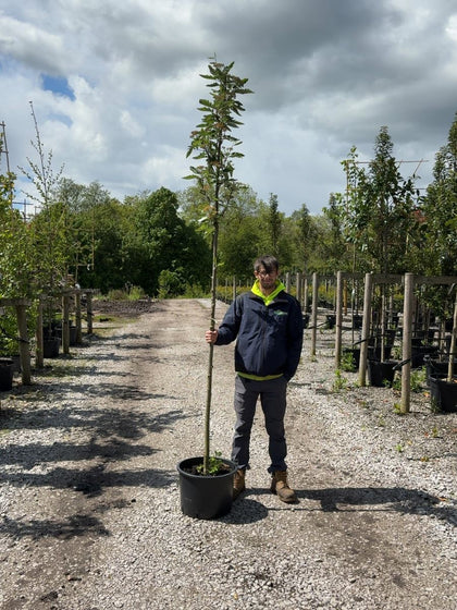 Sorbus Aucu. Fastigiata Standard 8-10 cm Girth