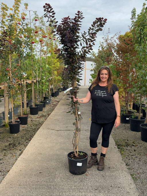 Cotinus cog. Royal Purple 20 Litre 175/200cm
