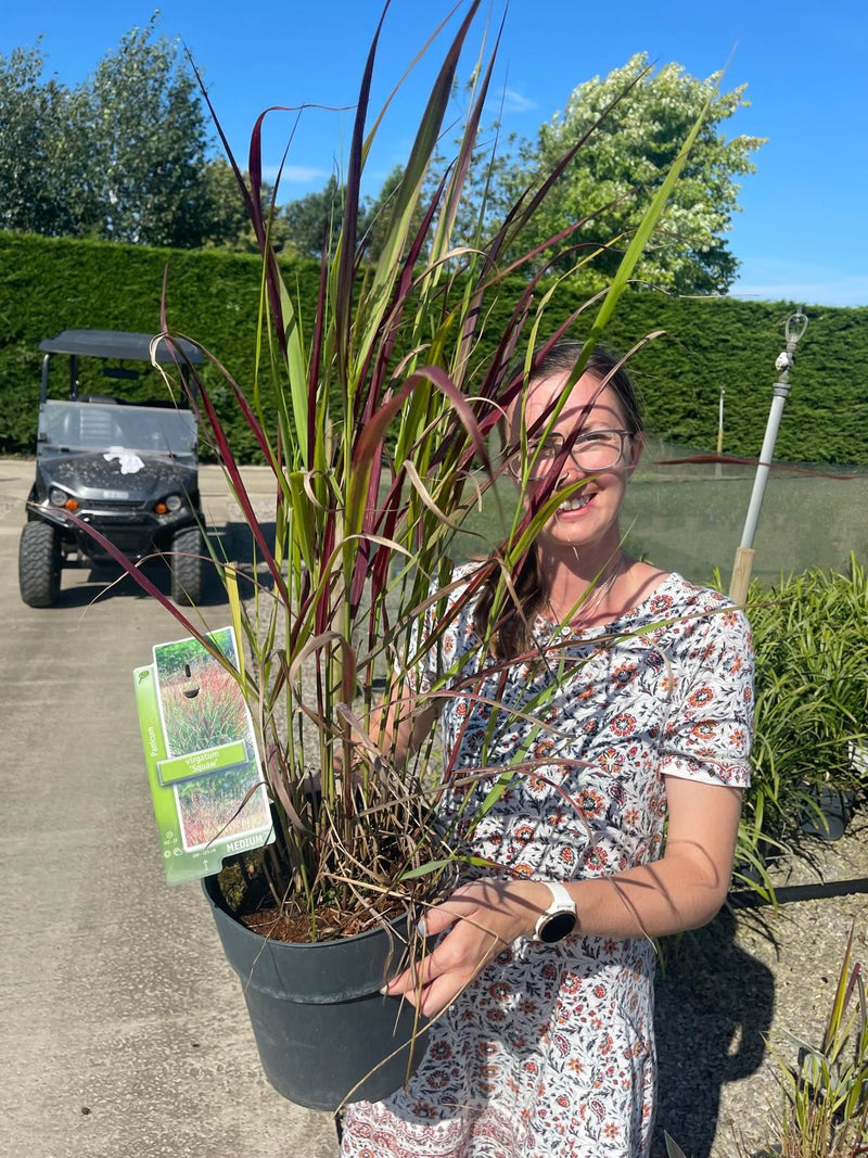Panicum Squaw 6.5 Litre Pot