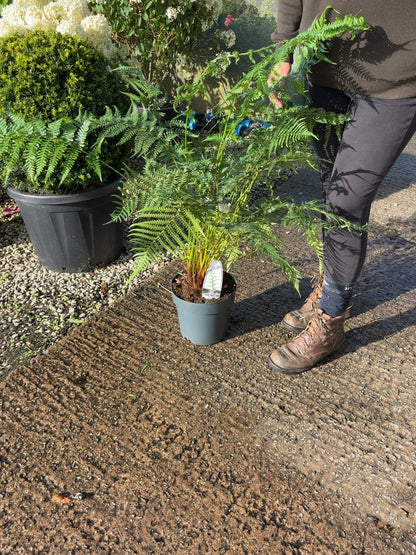 Tree Fern Dicksonia Antarctica 5 Litre Pot