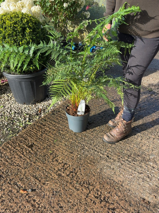 Tree Fern Dicksonia Antarctica 5 Litre Pot