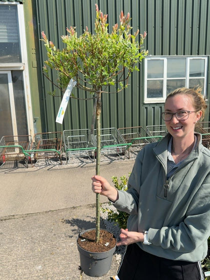 Salix integra Hakuro Nishiki 2 Litre Pot 50cm Stem