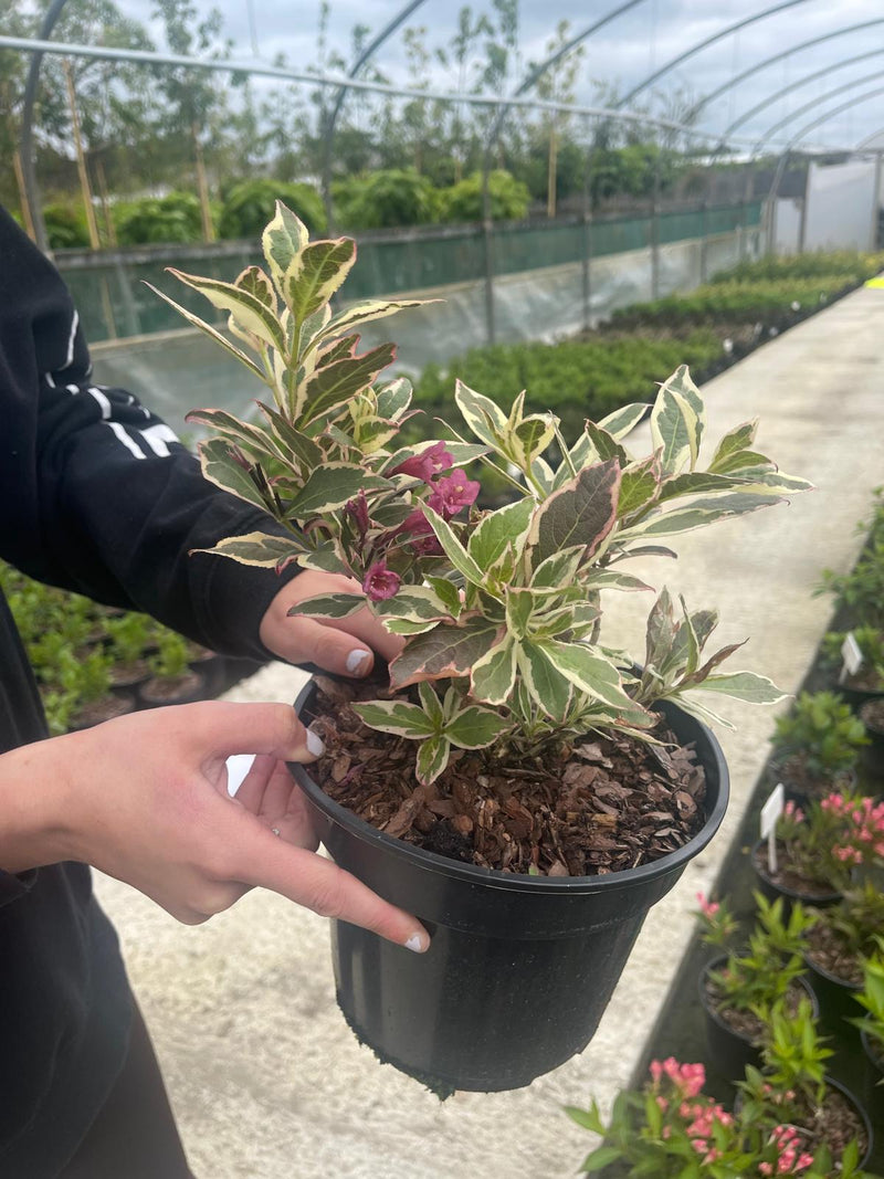 Weigela Florida Monet 3 Litre Pot