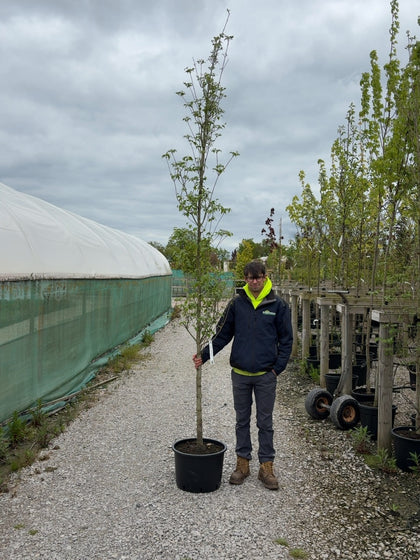 Cornus Kousa Chinensis 8/10cm Girth Pre Order/Ready For June
