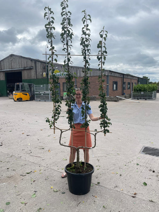 Pear Beurre Hardy 50 Litre Pot Double U Frame