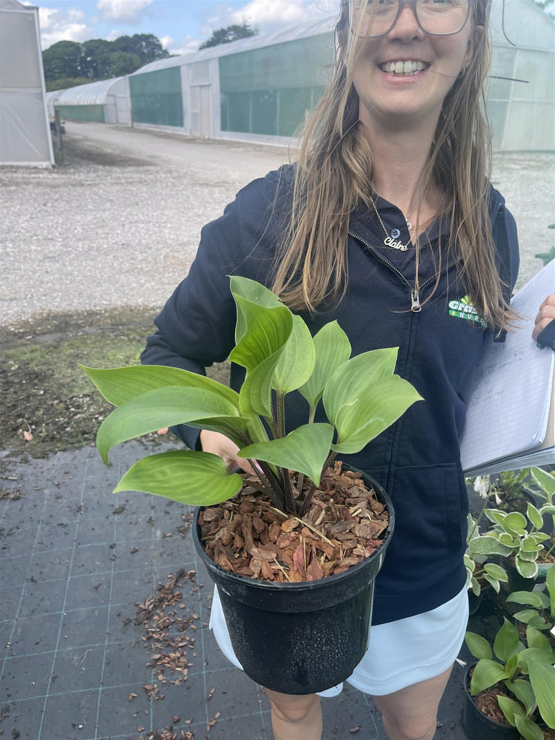 Hosta Purple Heart 3 Litre Pot