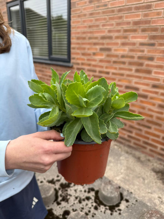 Sedum Autumn Joy 2 Litre Pot