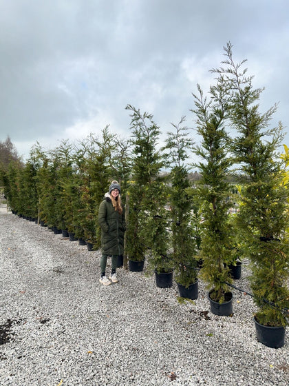 Leylandii Hedging 20 Litre Pot 225/250cm