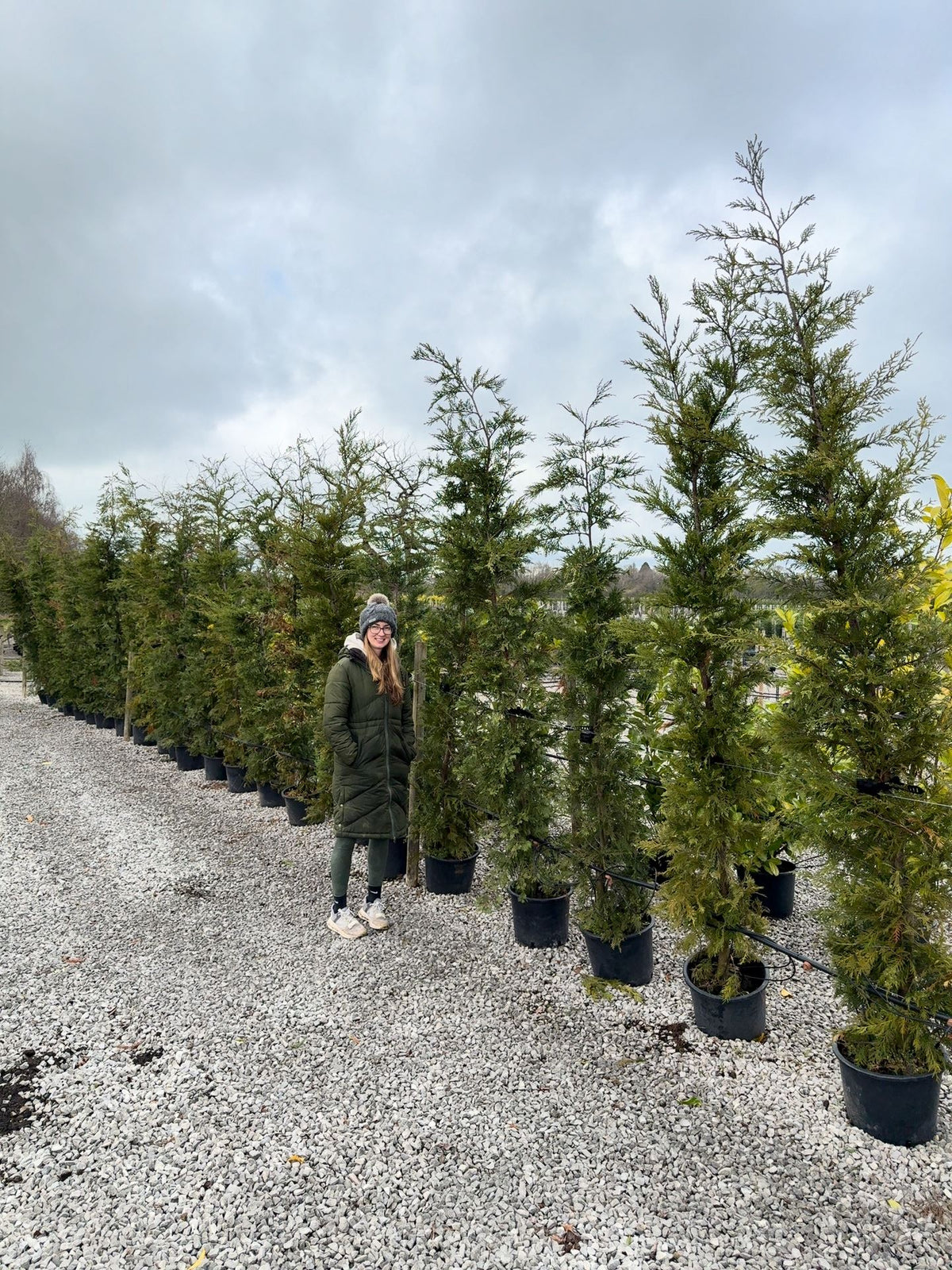 Leylandii Hedging 20 Litre Pot 225/250cm — Grasslands Nursery