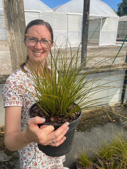 Carex Prairie Fire 1 Litre Pot