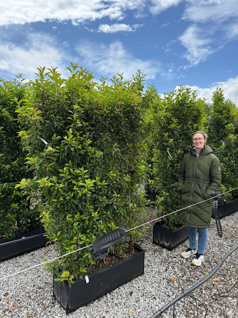 Portuguese Laurel Brenelia 1.8m Tall x 1m Wide Instant Hedge Unit
