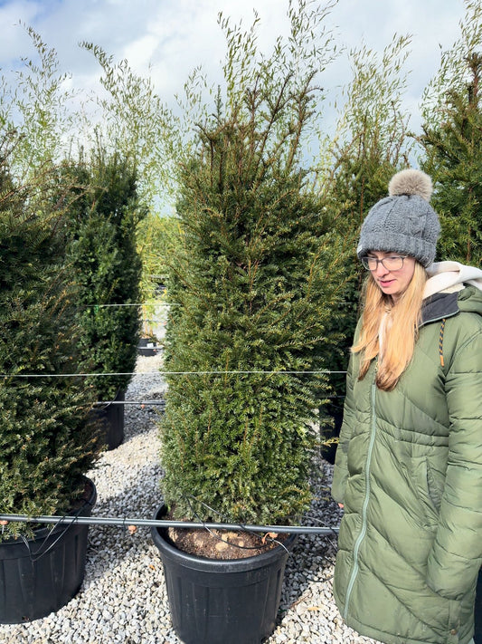 Yew Hedging Instant 160/180cm 90 Litre Pot