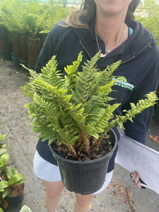 Dryopteris affinis Crispa Congesta 3 Litre Pot
