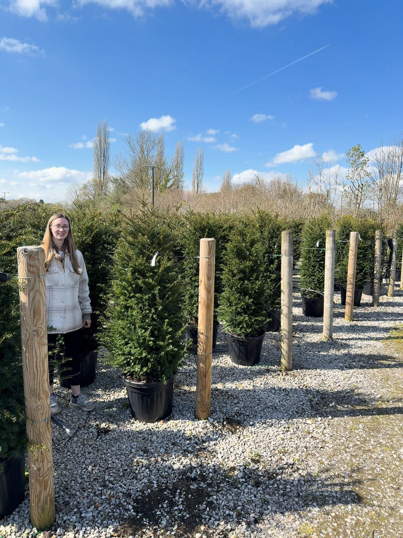 Yew Hedging 140/150cm Extra Wide -40cm Pre-Order For June