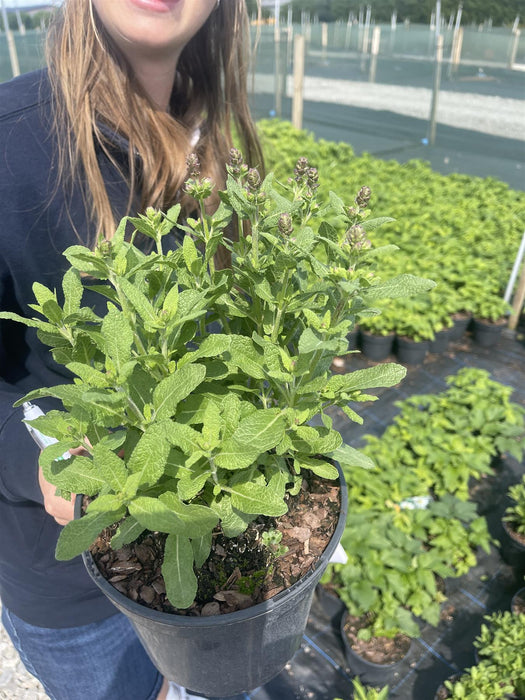 Salvia Sensation Dark Blue 3 Litre Pot