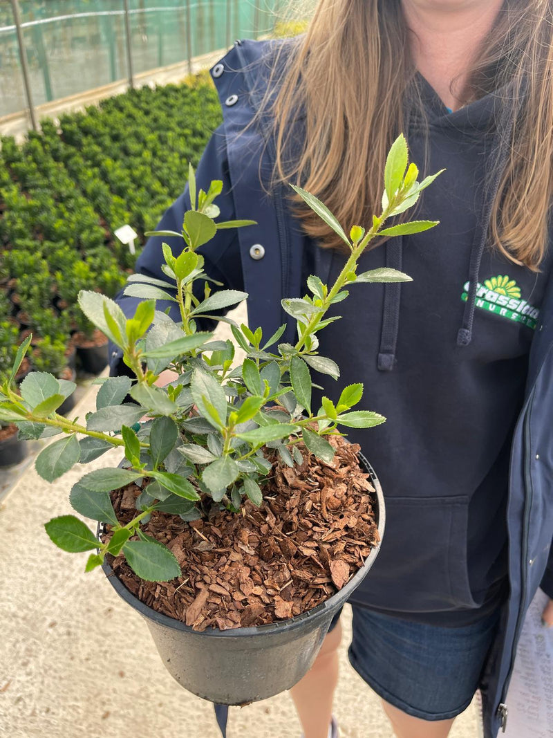 Escallonia Macrantha 3 Litre Pot